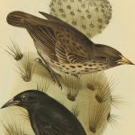 Zwei Darwinfinken auf einem Kaktus