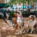 Vier Hunde im Park