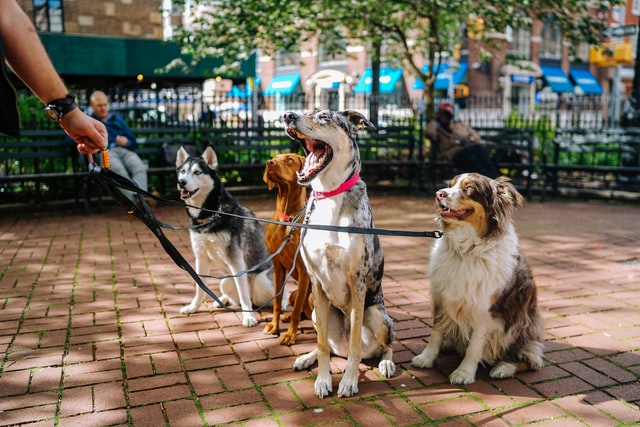 Vier Hunde im Park