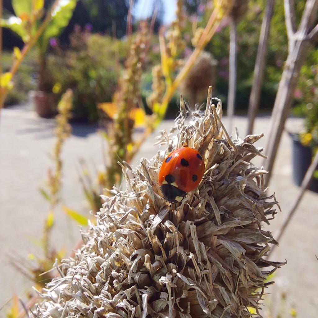 Marienkäfer auf einer getrockneten Blume im Botanischen Garten in Münster