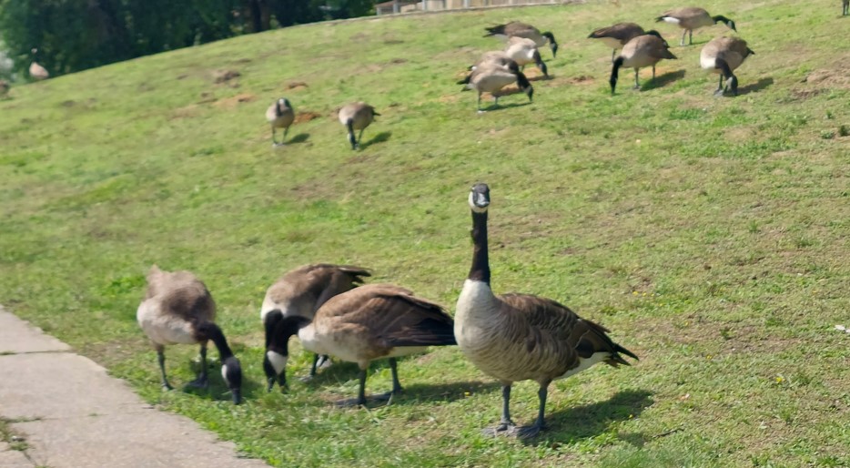 Entenfamilien auf den Aaseewiesen