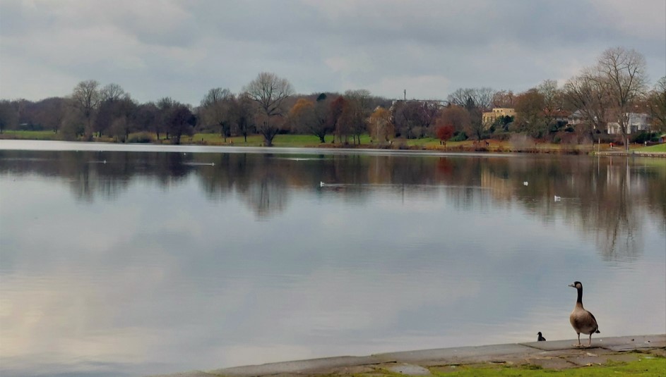 Aasee im Herbst mit einer Ente